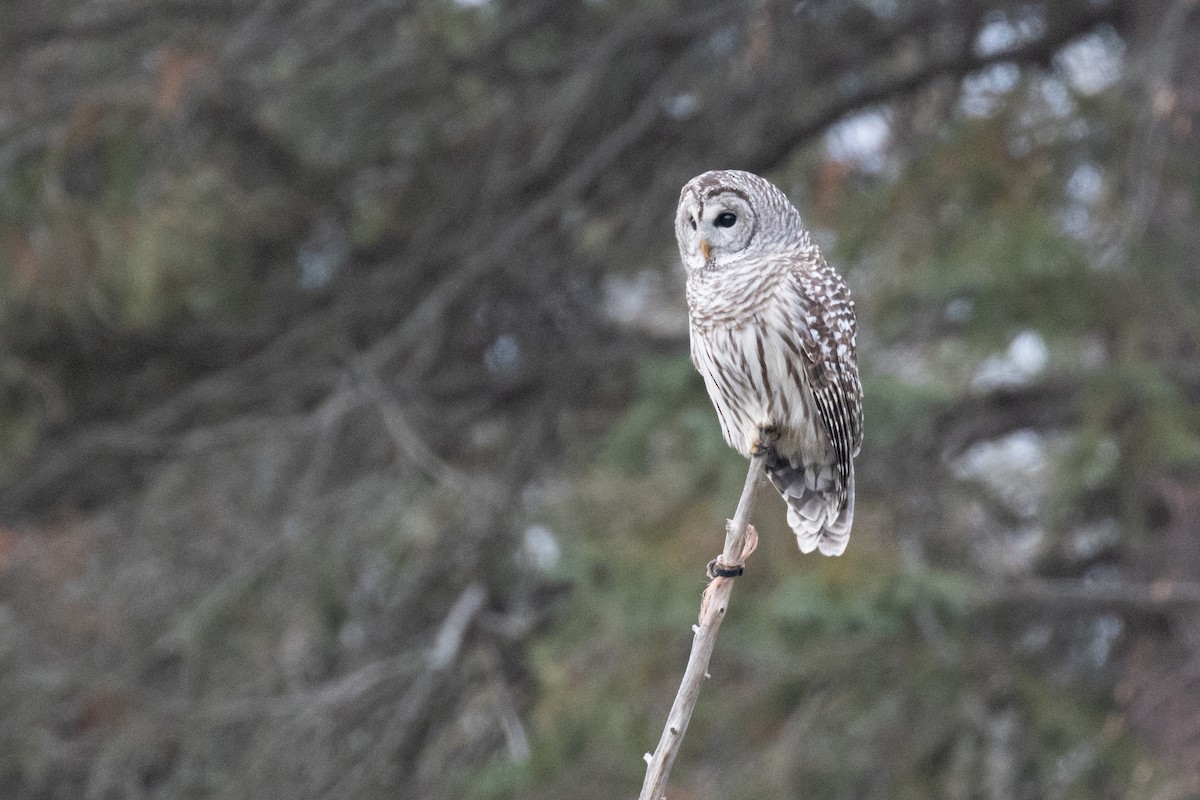 Barred Owl - ML645684766