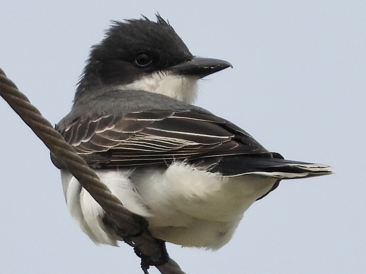 Tyran tritri - ML645684771