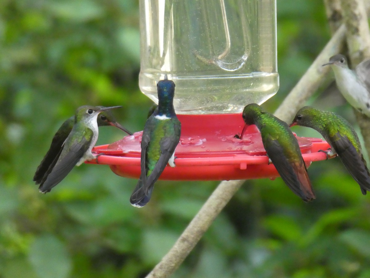 White-bellied Emerald - ML645684772
