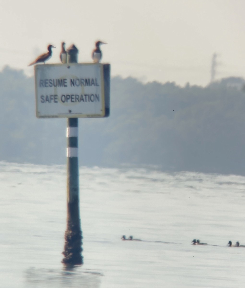 Brown Booby - ML645684779