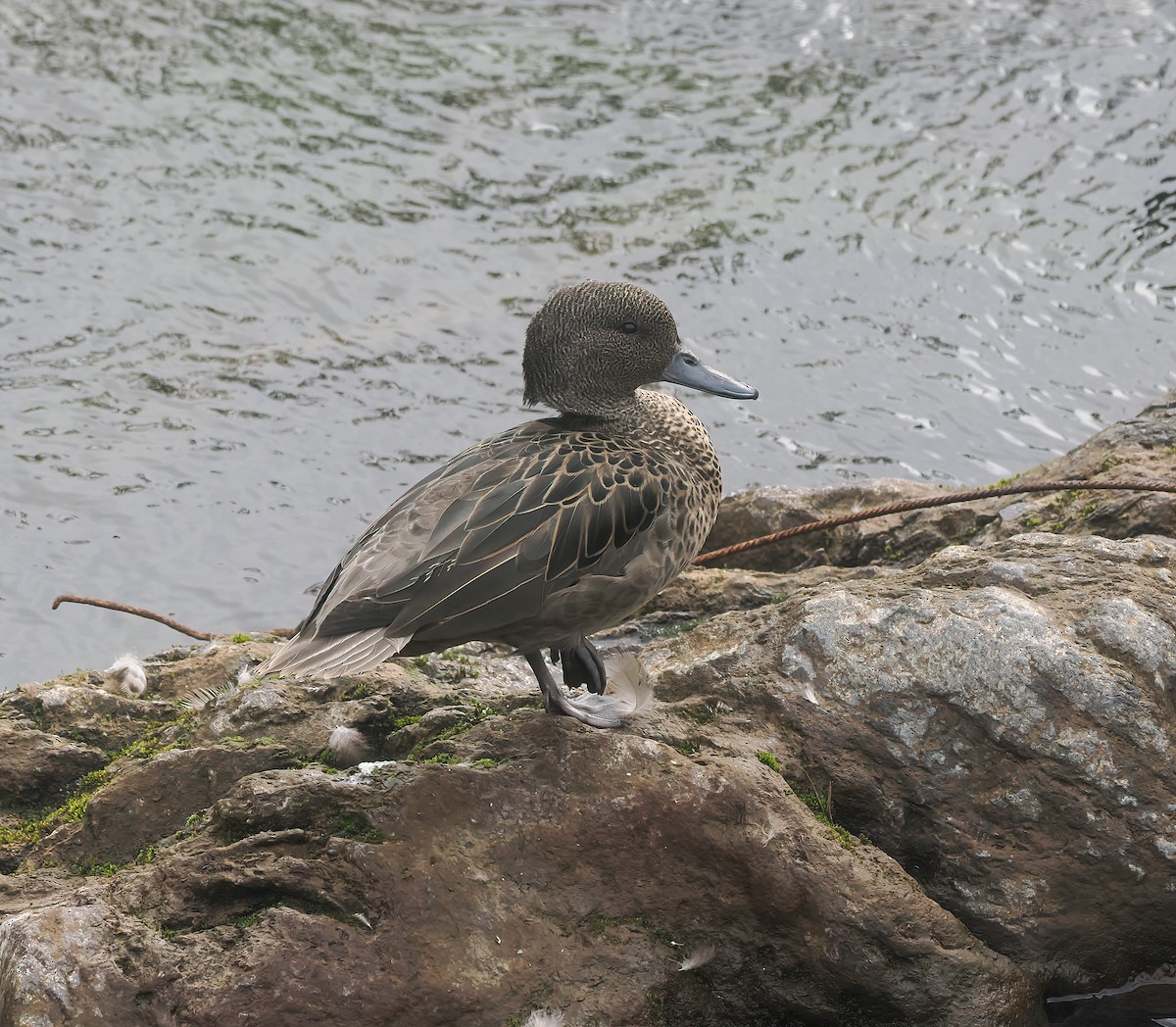 Sarcelle des Andes (andium) - ML645684795