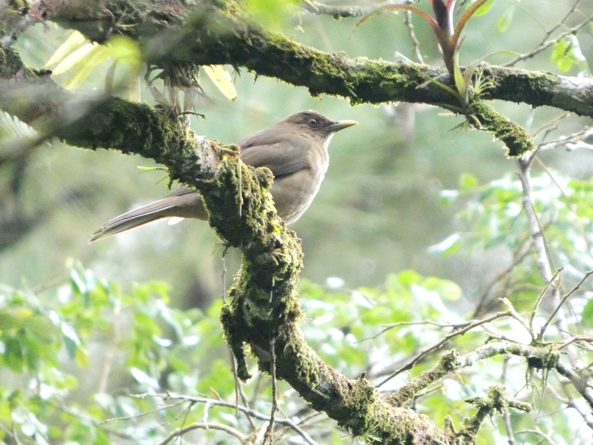 Merle fauve - ML645684805