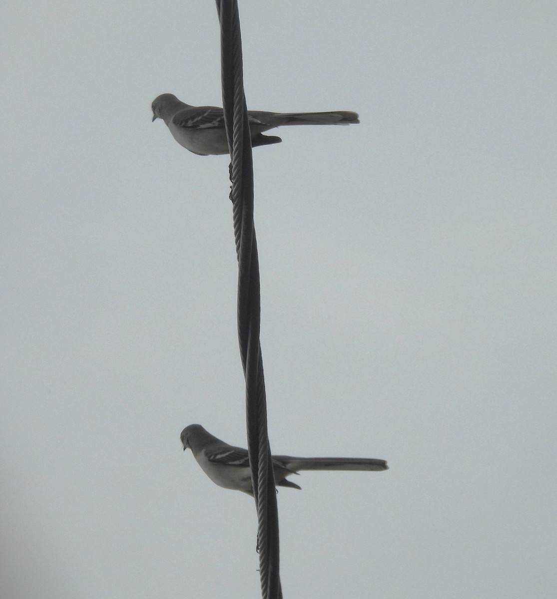 Northern Mockingbird - ML645684811