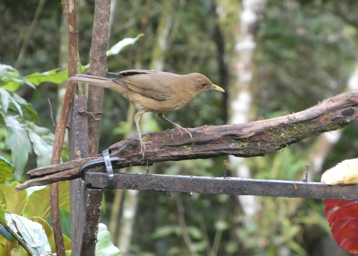 Merle fauve - ML645684820