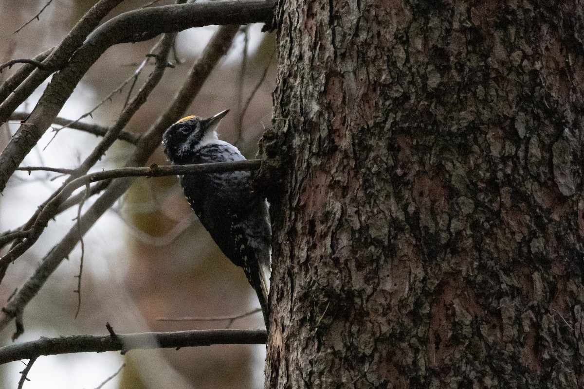 American Three-toed Woodpecker - ML645684821