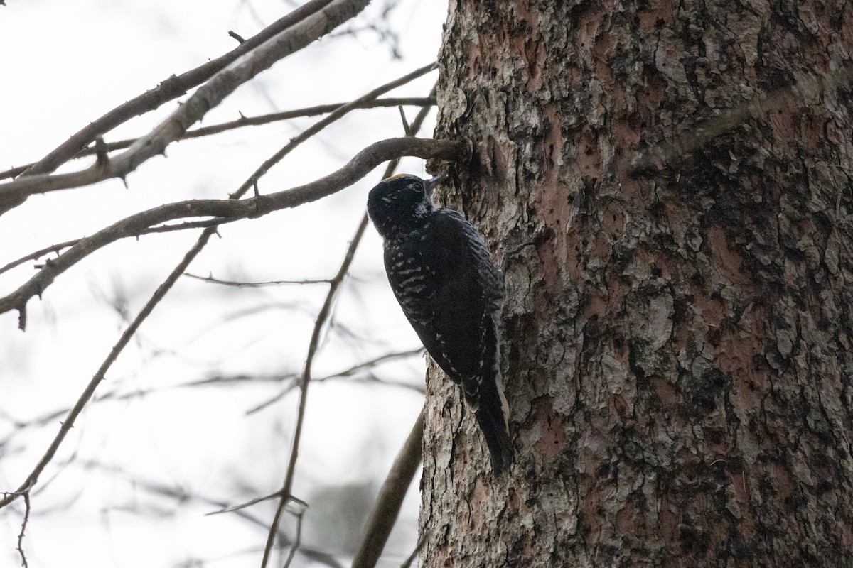 American Three-toed Woodpecker - ML645684822