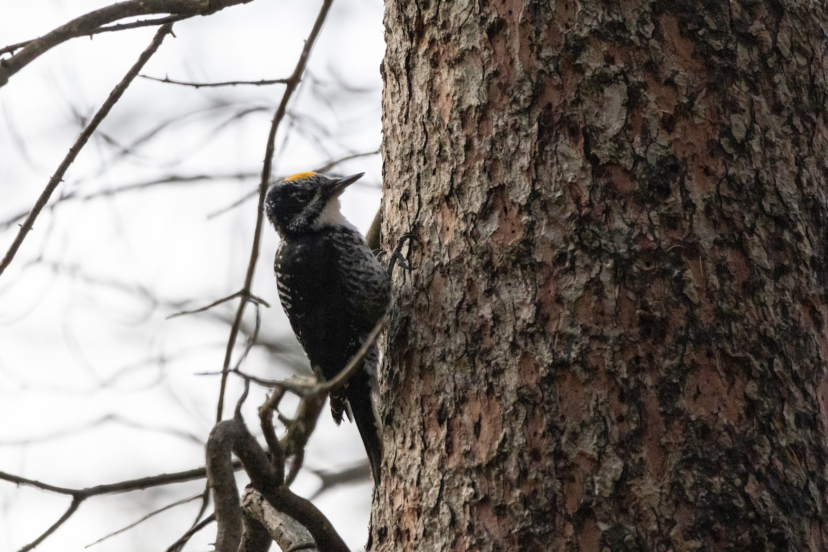 American Three-toed Woodpecker - ML645684823