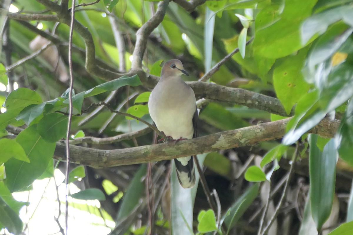 White-tipped Dove - ML645684830