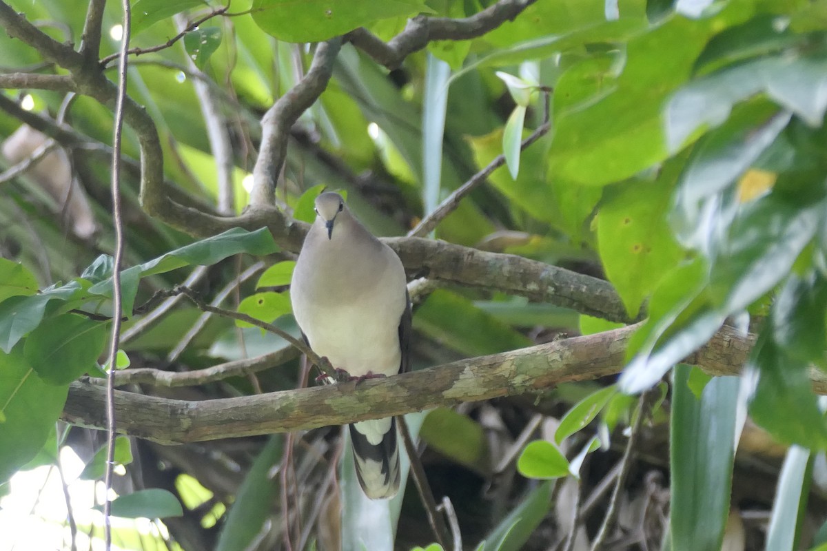White-tipped Dove - ML645684831
