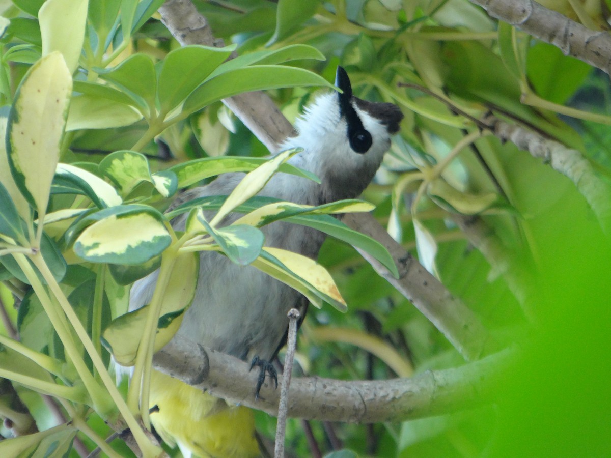 Yellow-vented Bulbul - ML645684832