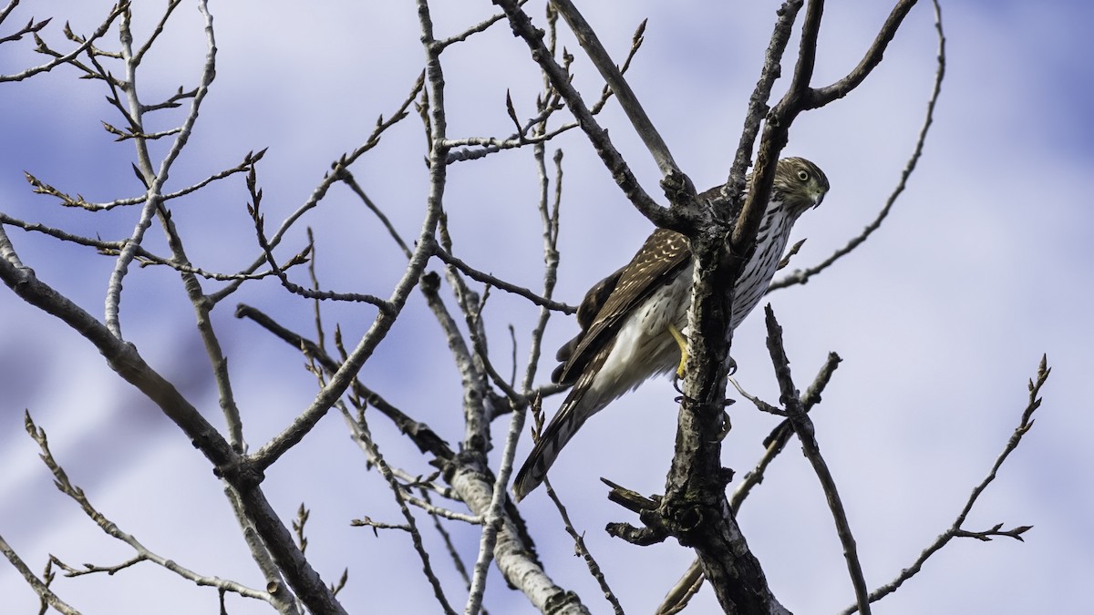 Cooper's Hawk - ML645684847