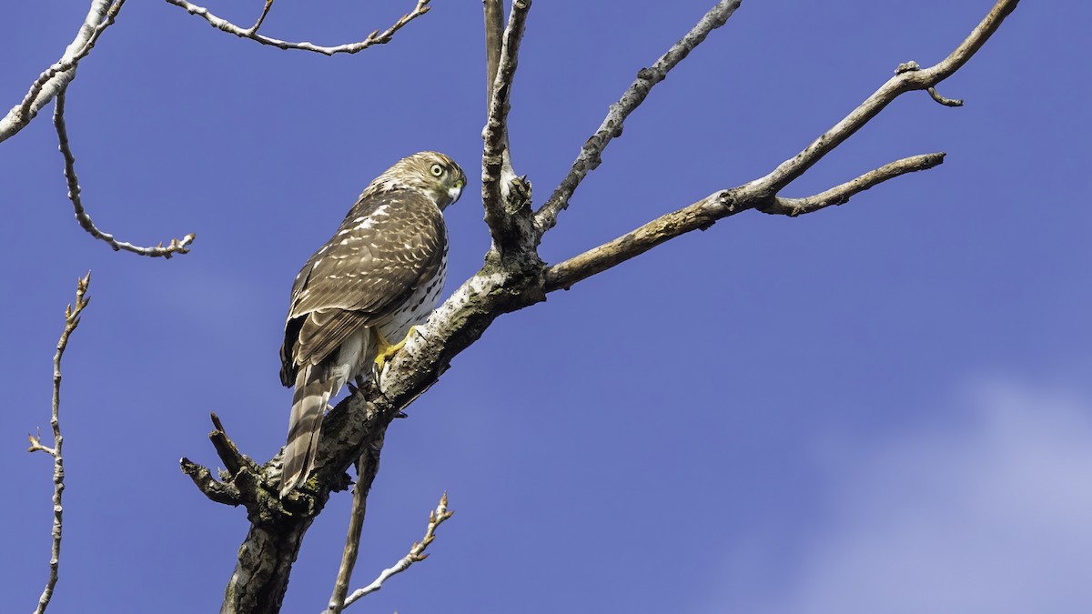 Cooper's Hawk - ML645684849