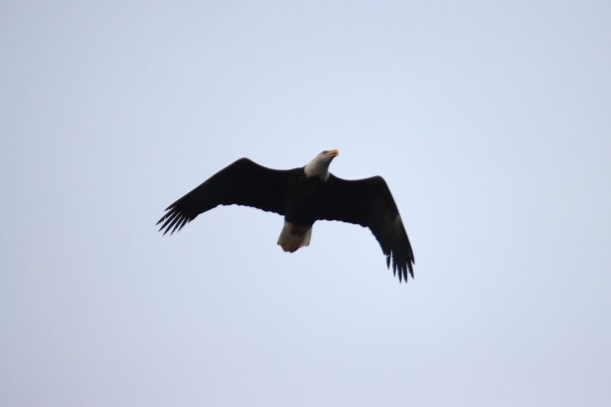 Bald Eagle - ML645684850