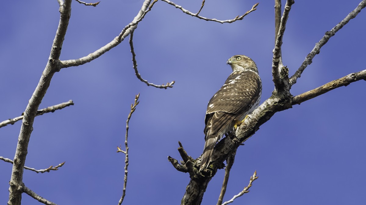Cooper's Hawk - ML645684852