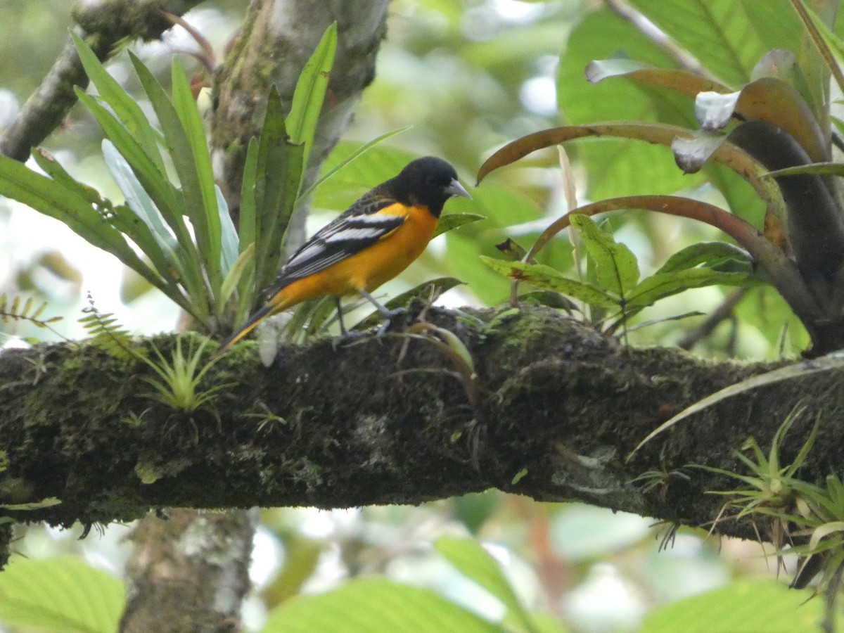 Baltimore Oriole - ML645684853