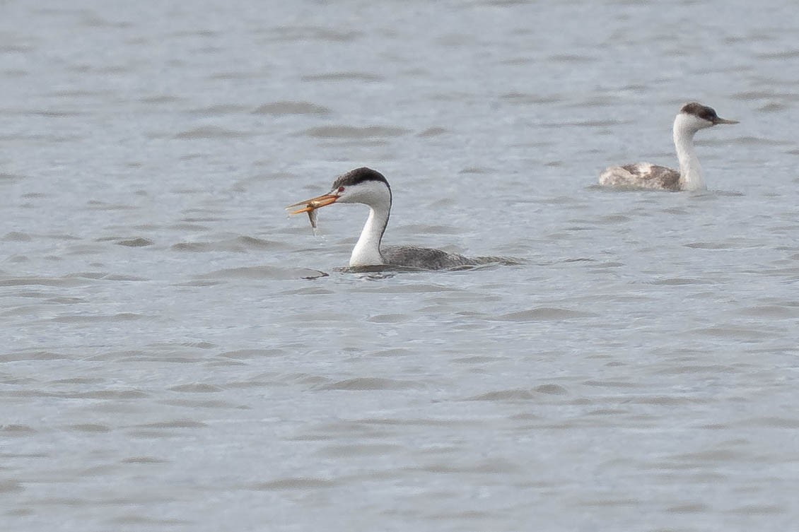 Clark's Grebe - ML645684854