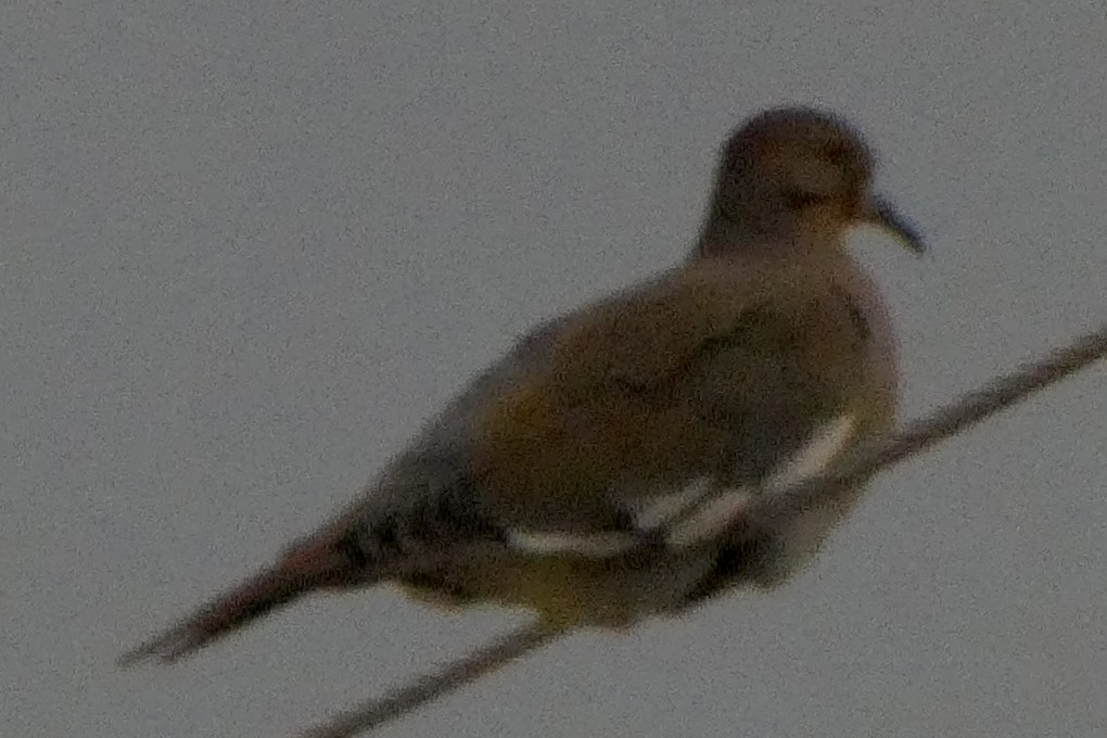 White-winged Dove - ML645684856