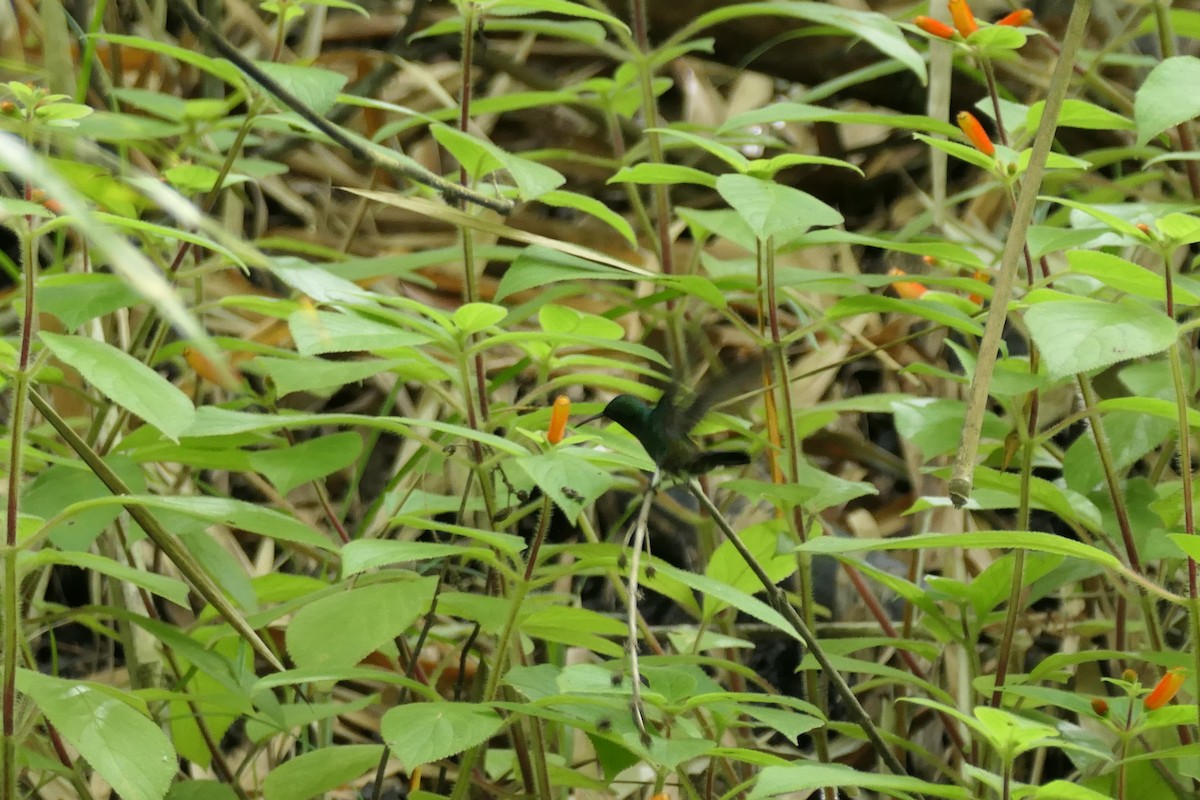 Copper-rumped Hummingbird - ML645684857