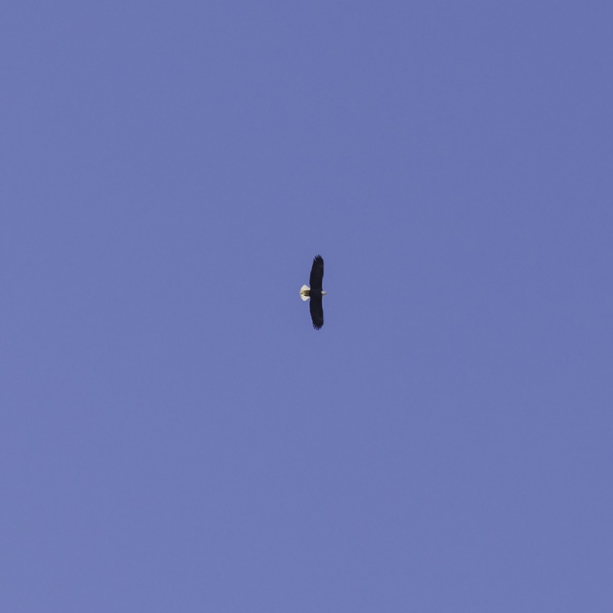 Bald Eagle - ML645684859