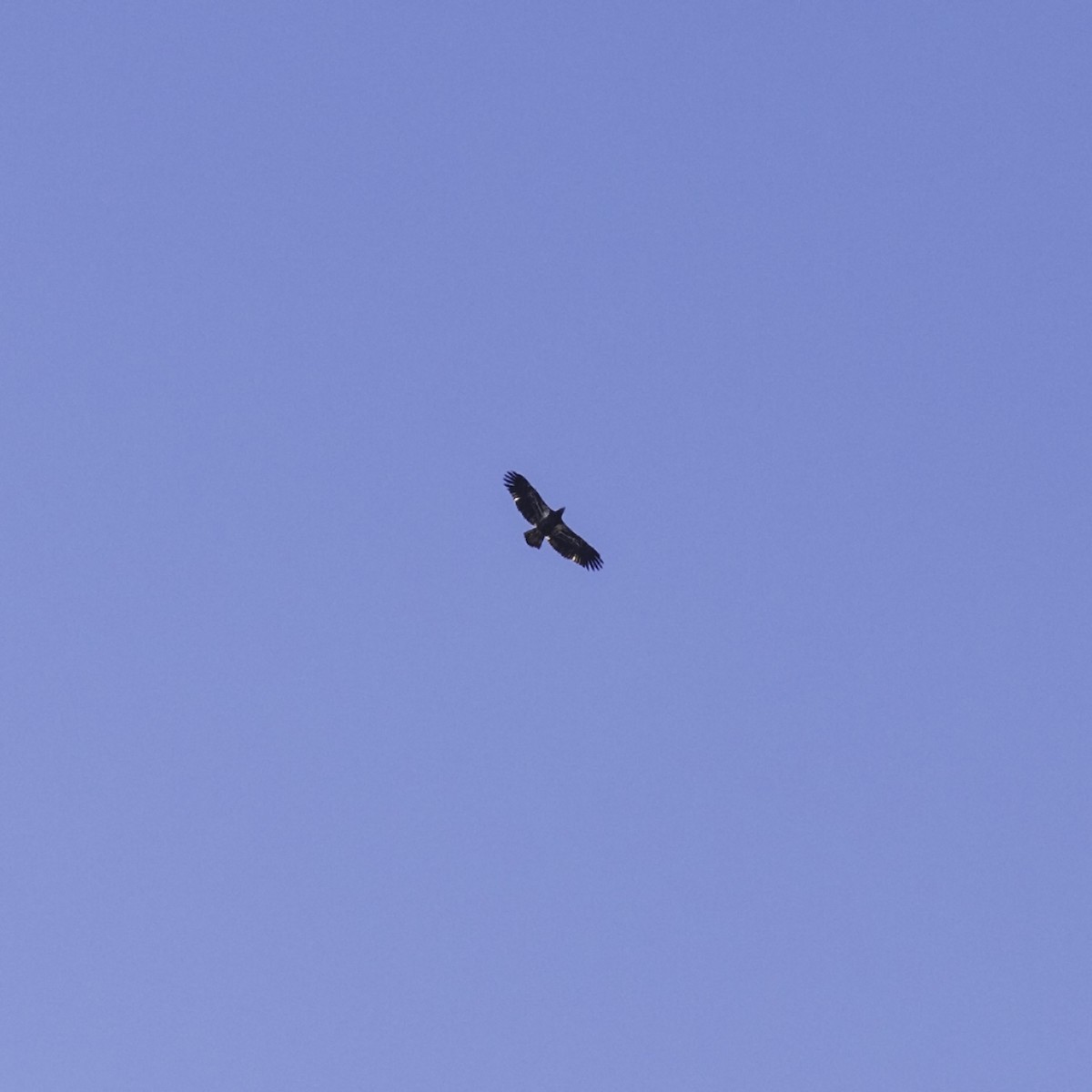 Bald Eagle - ML645684860