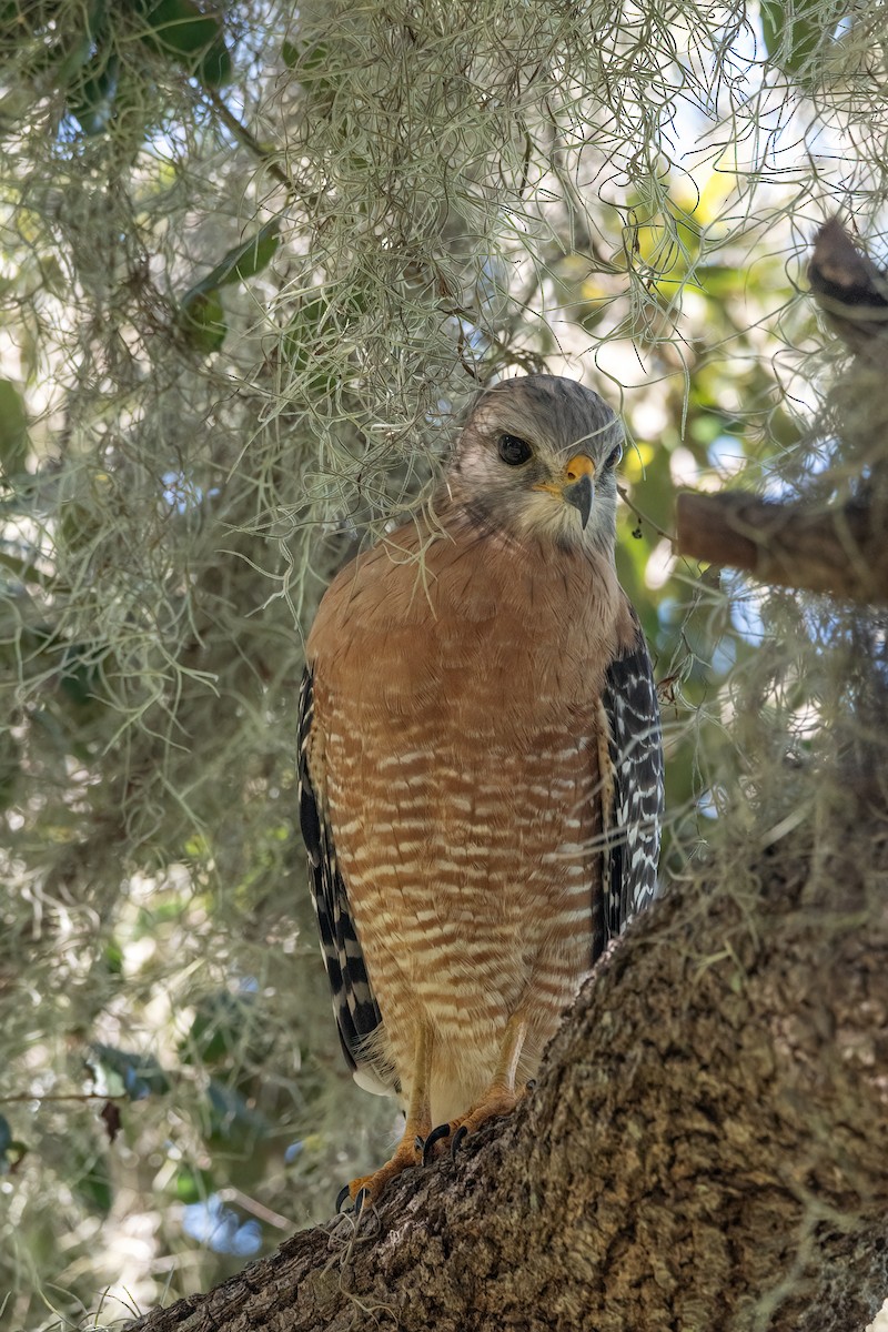 Red-shouldered Hawk - ML645684861