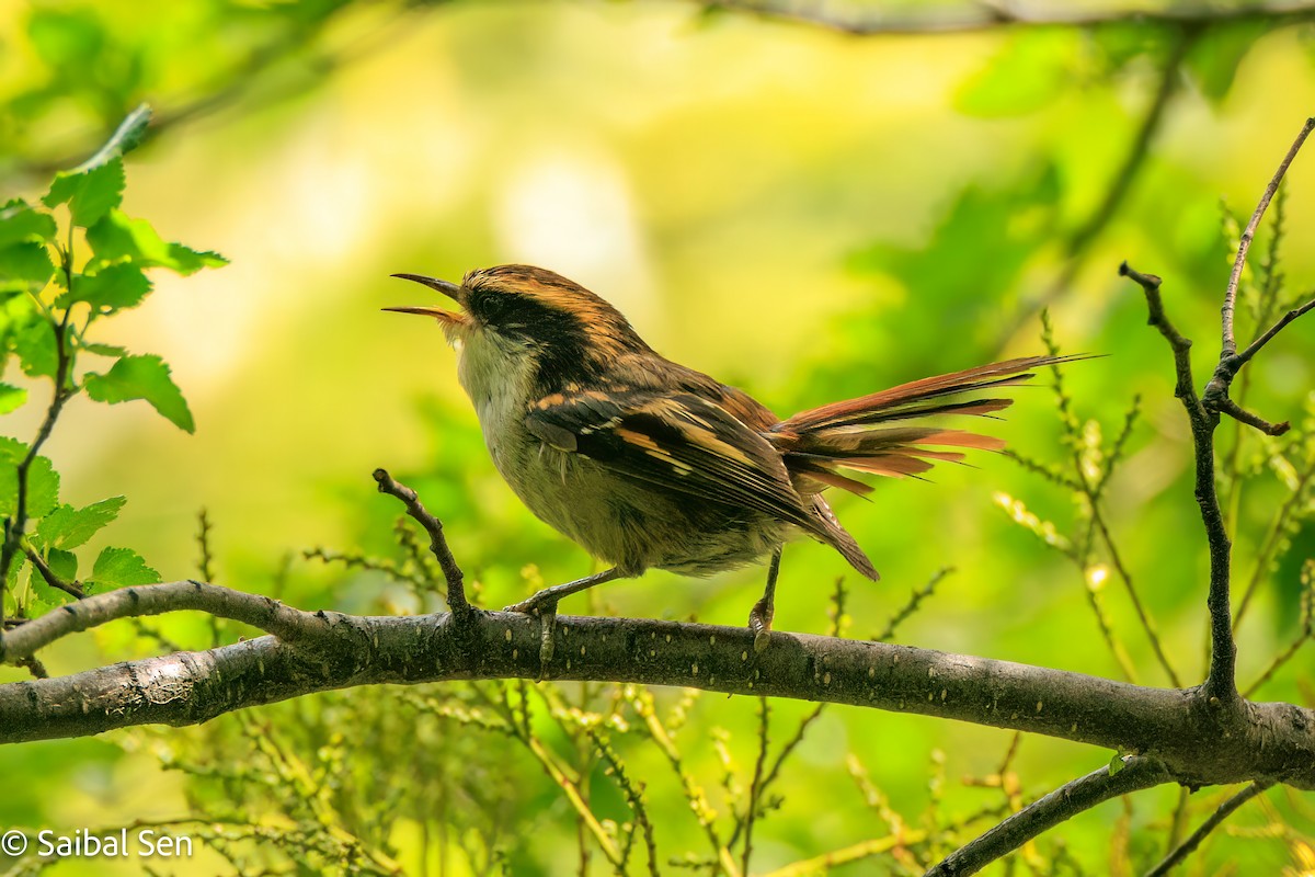 Thorn-tailed Rayadito - ML645684862