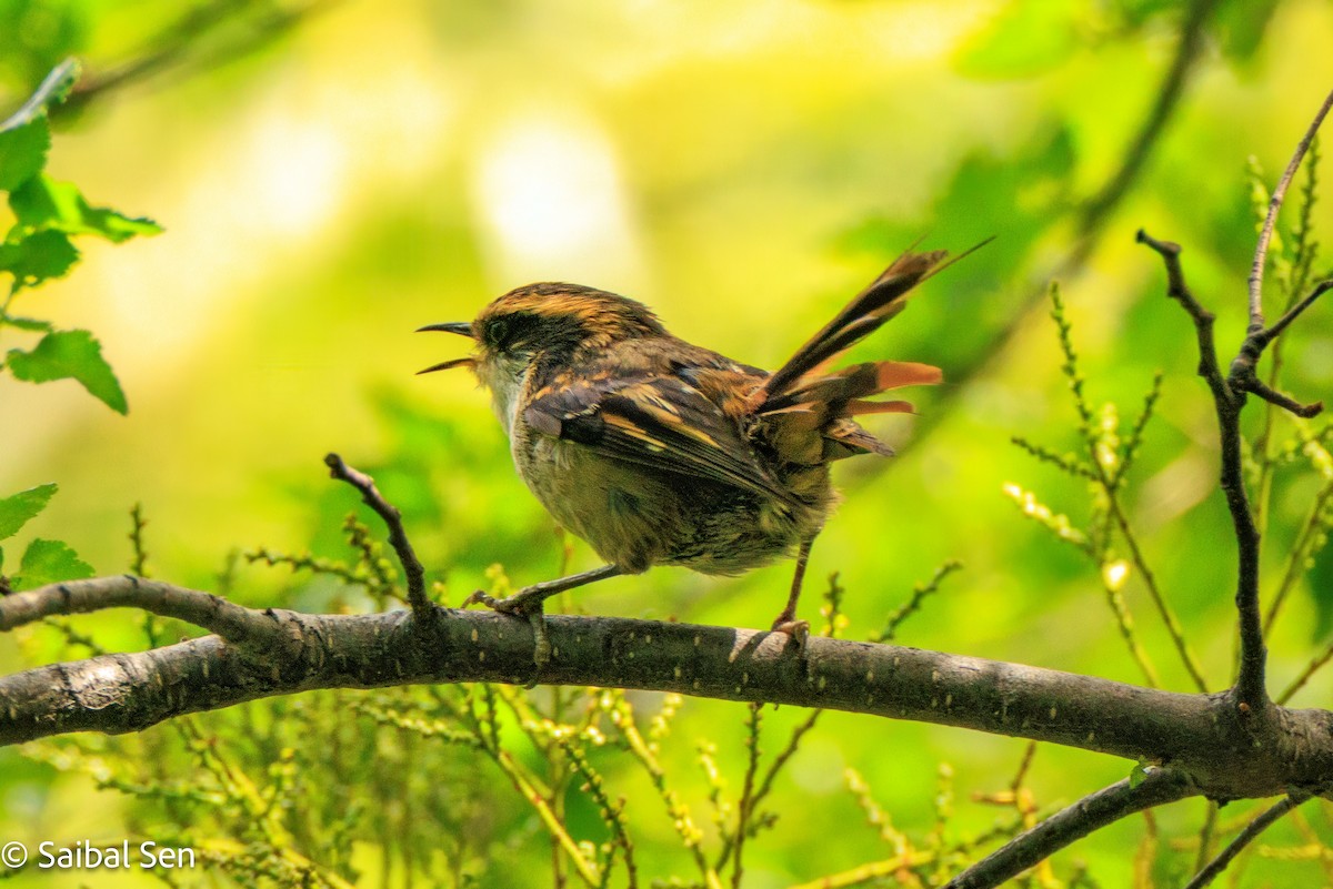 Thorn-tailed Rayadito - ML645684863