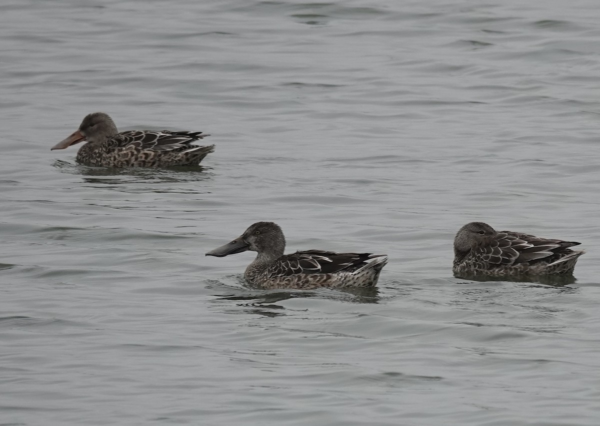Northern Shoveler - ML645684865