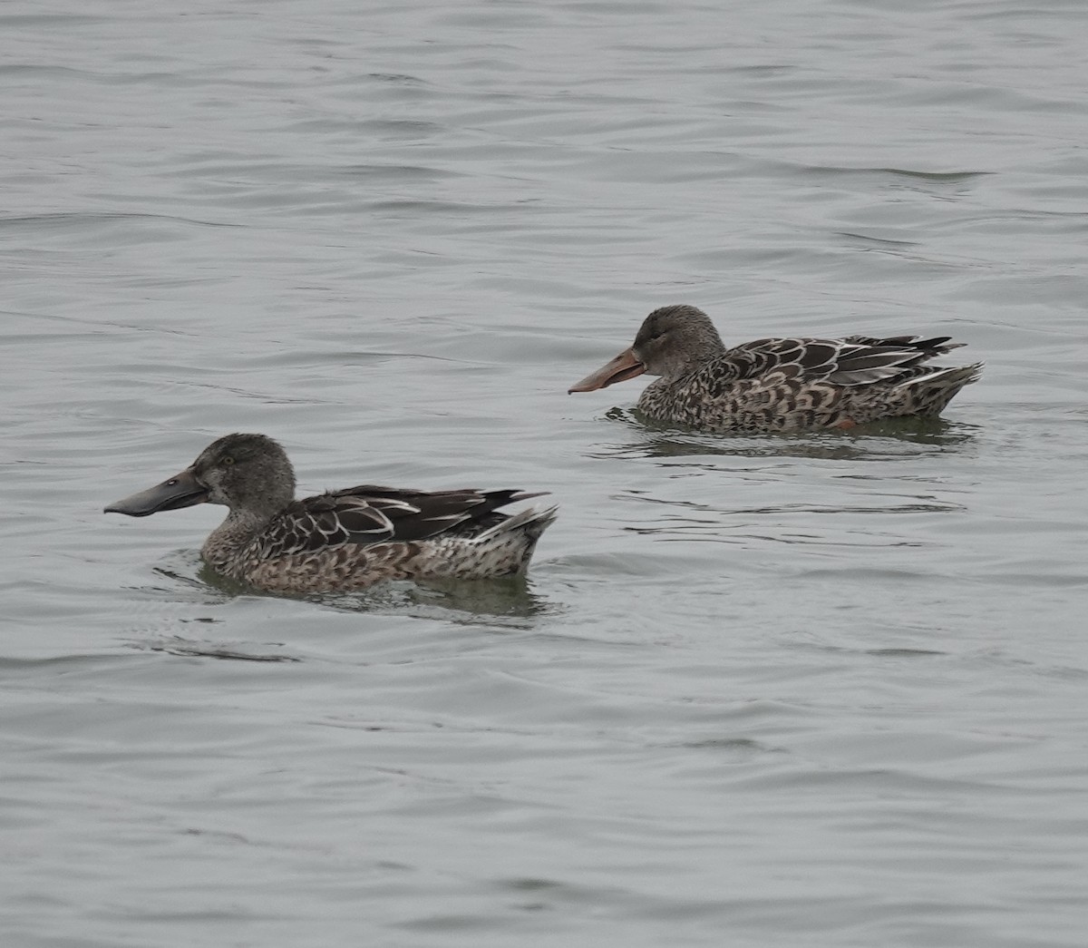 Northern Shoveler - ML645684866