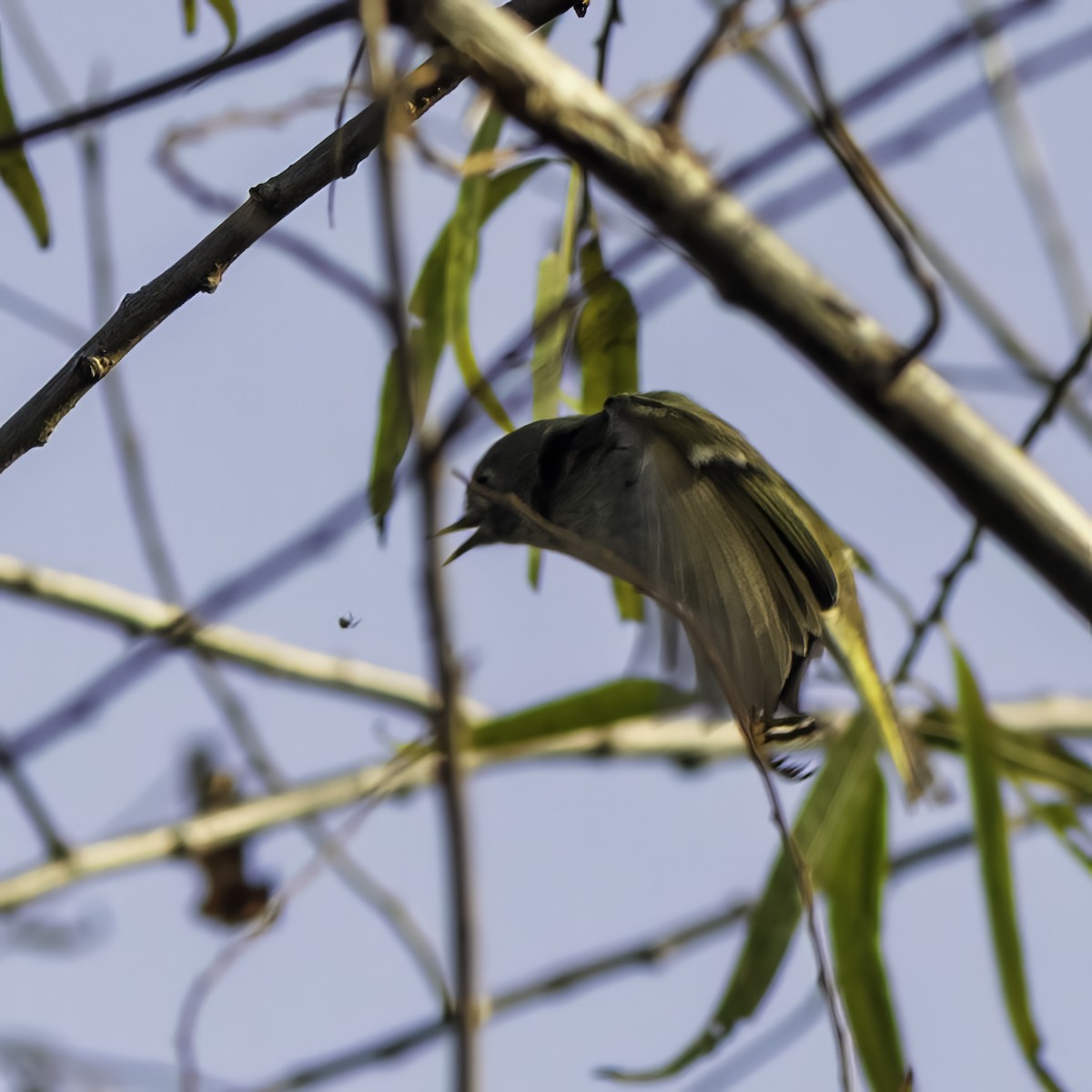 Ruby-crowned Kinglet - ML645684868