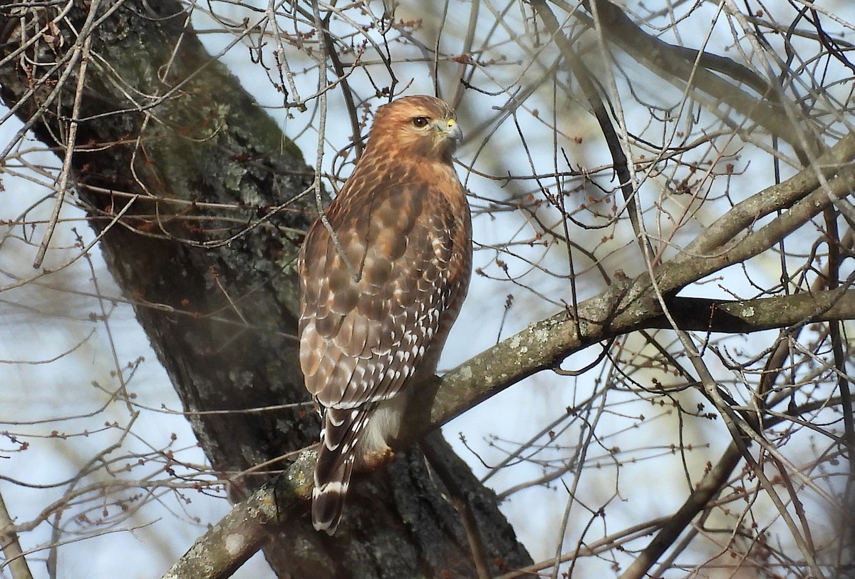 Red-shouldered Hawk - ML645684869