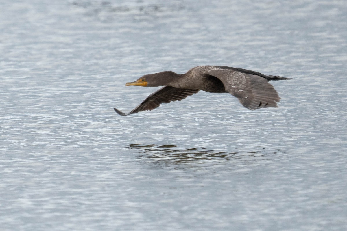 Double-crested Cormorant - ML645684870