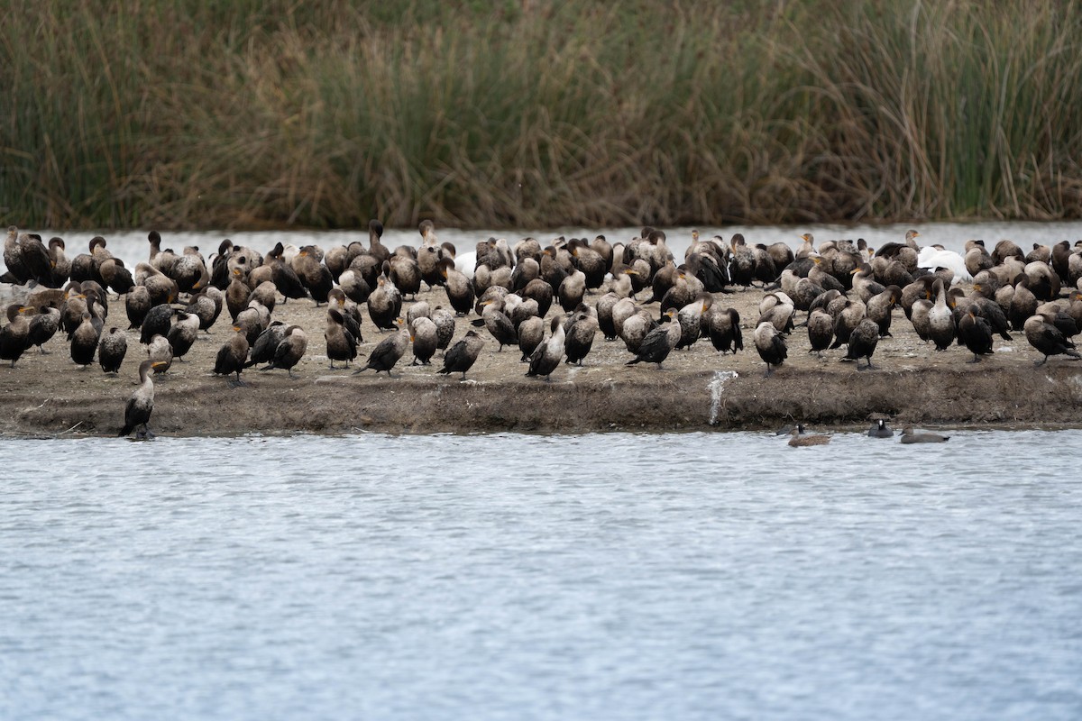 Double-crested Cormorant - ML645684871