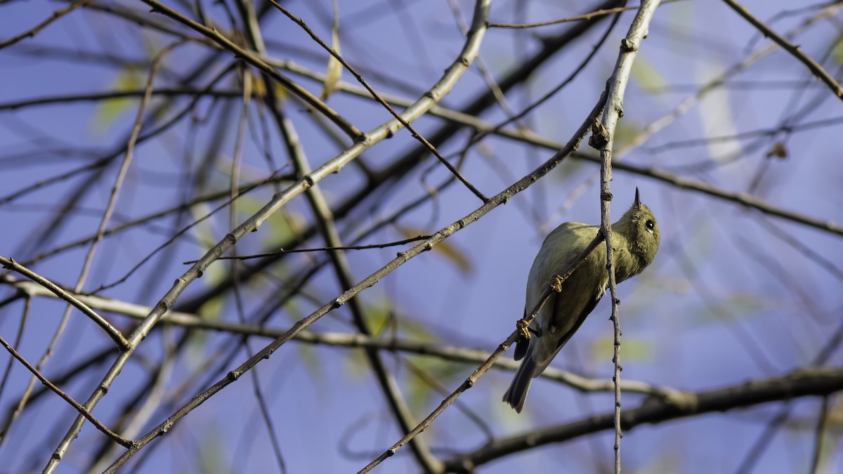 Ruby-crowned Kinglet - ML645684872