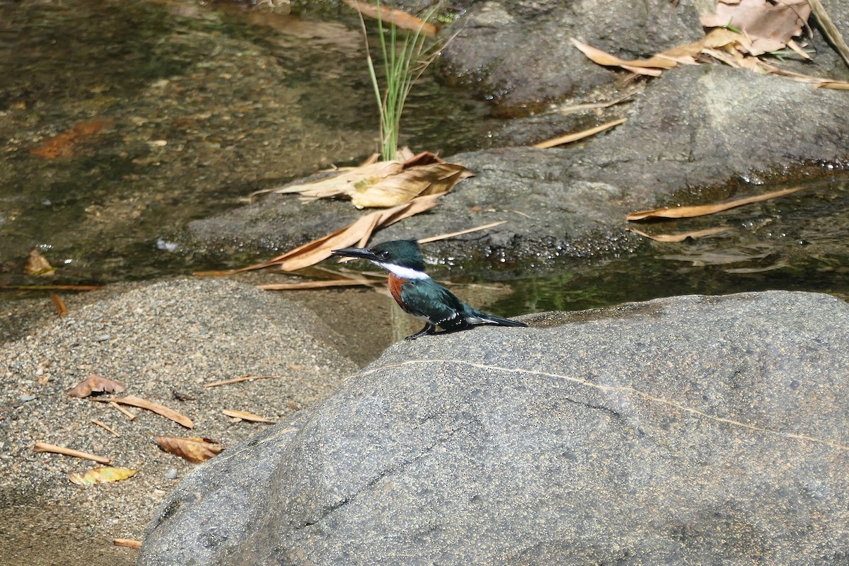 Green Kingfisher - ML645684873