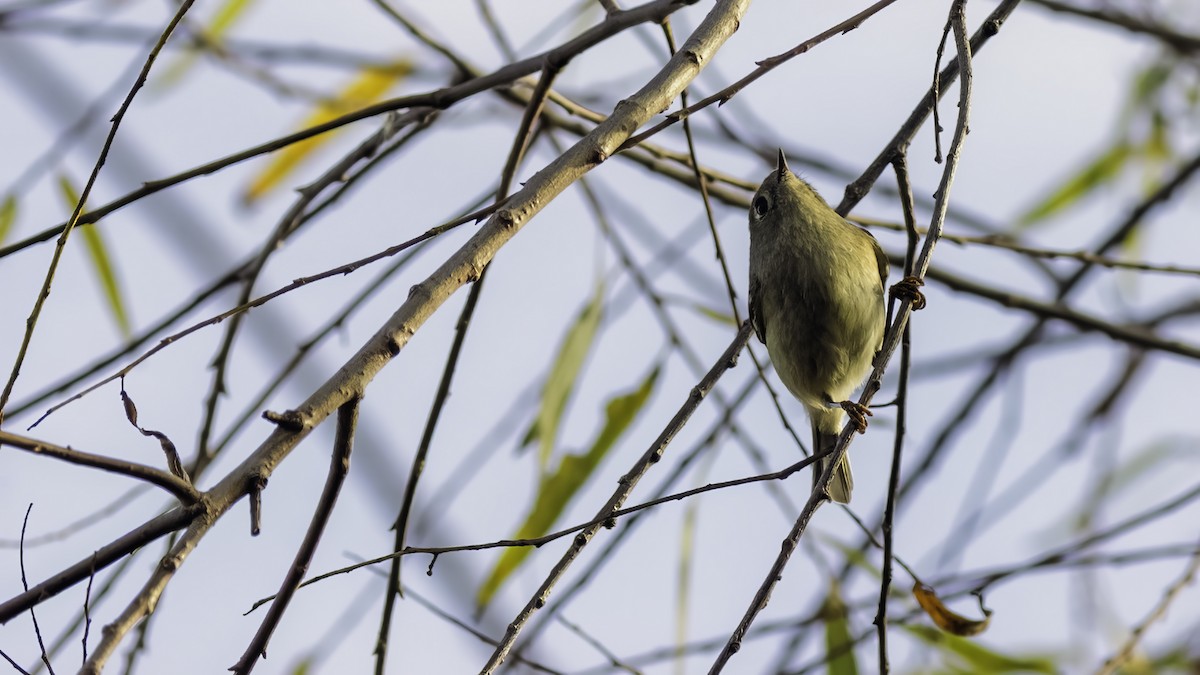 Ruby-crowned Kinglet - ML645684874