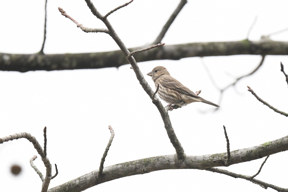 House Finch - ML645684875