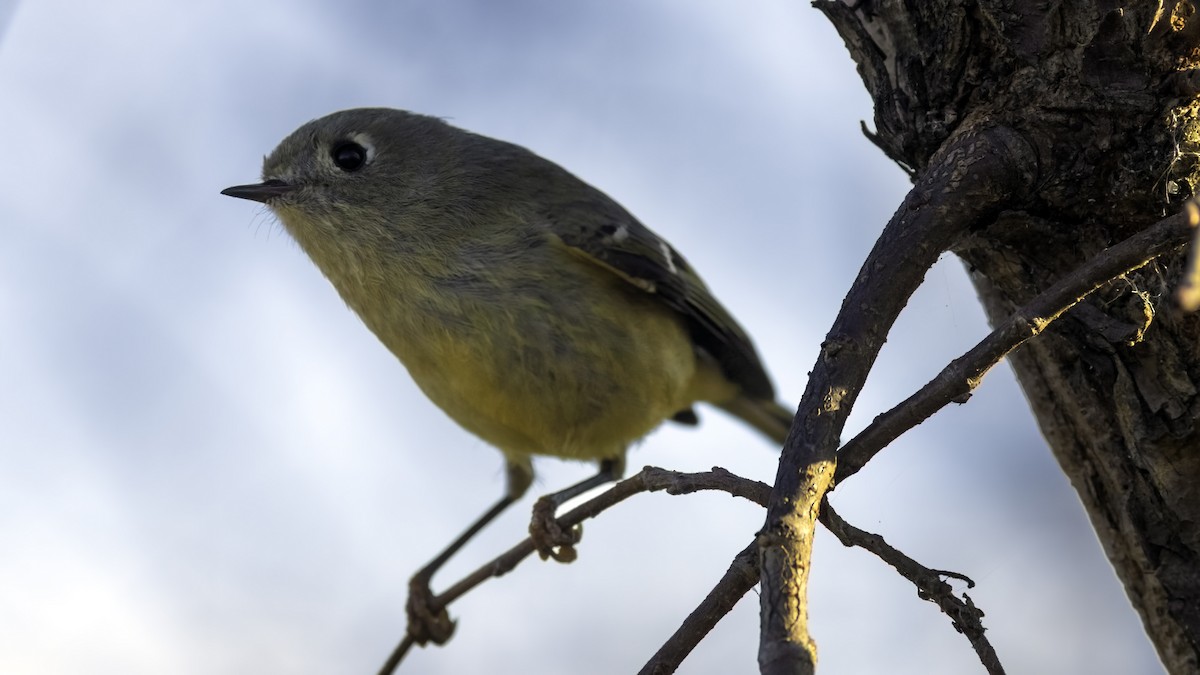 Ruby-crowned Kinglet - ML645684876