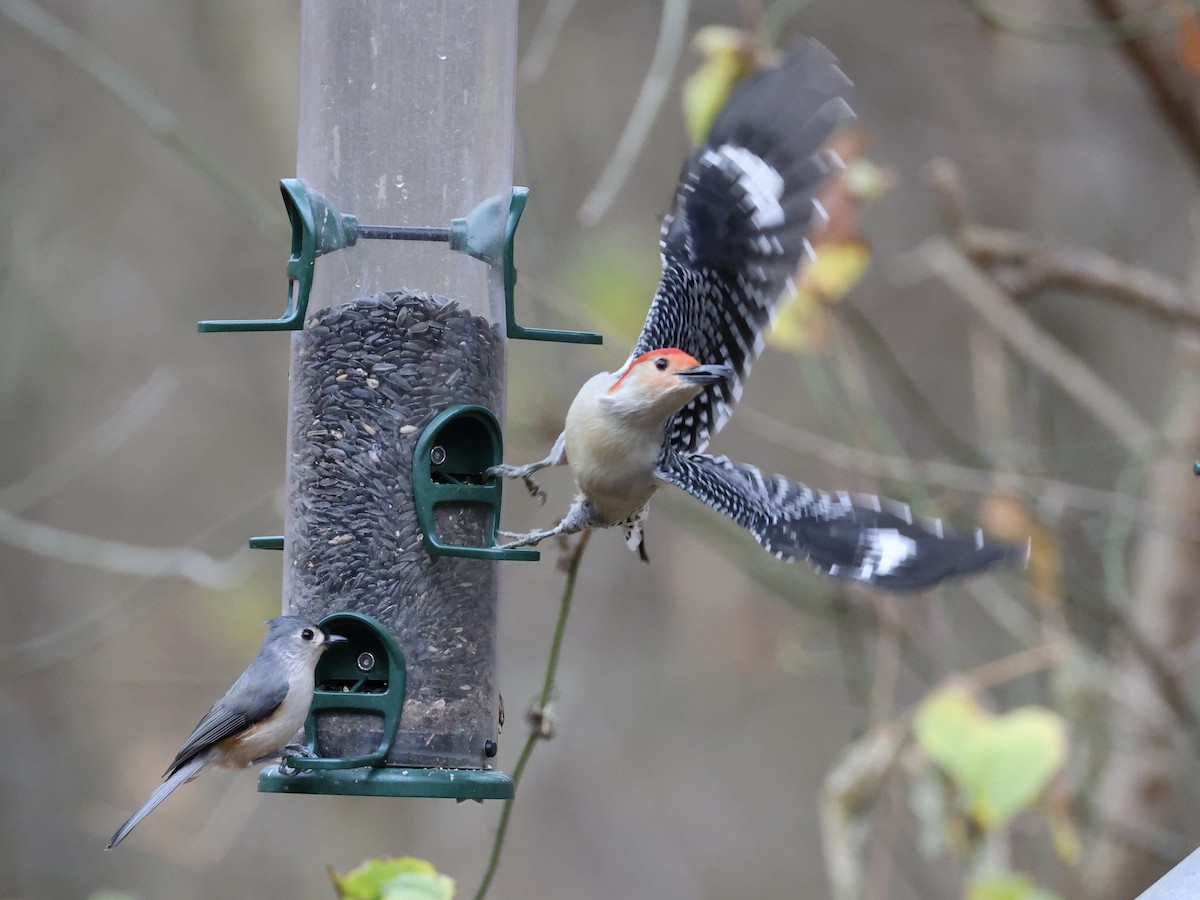 Red-bellied Woodpecker - ML645684877
