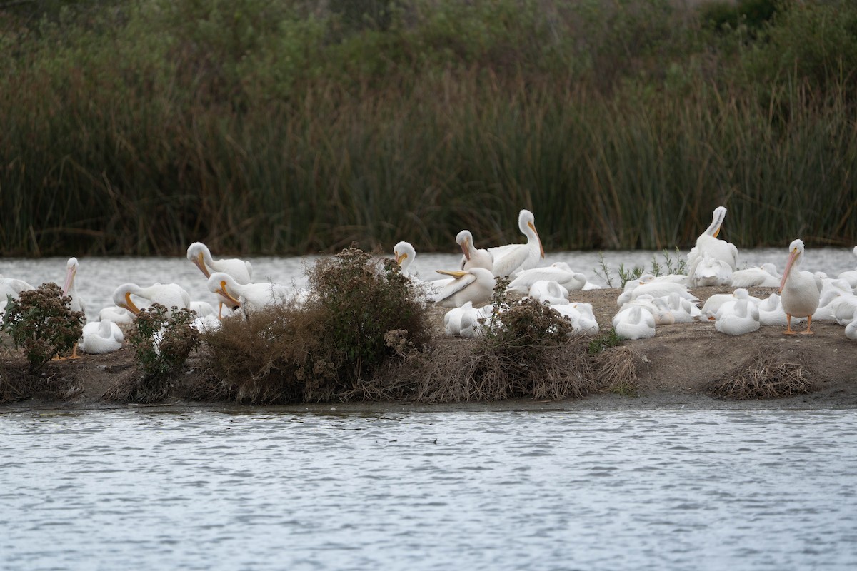 American White Pelican - ML645684893