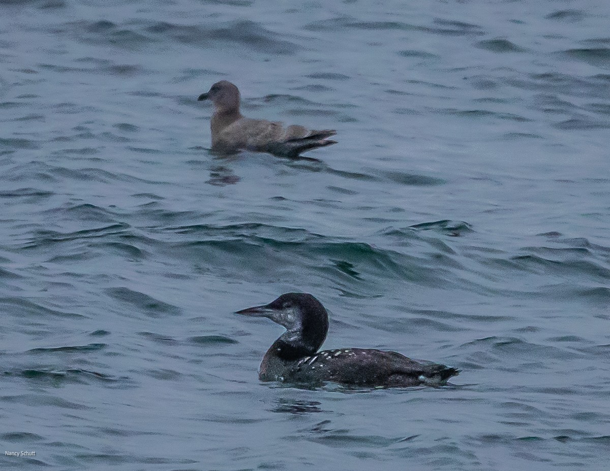 Common Loon - ML645684904