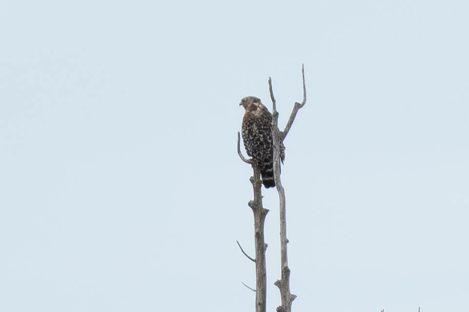 Red-shouldered Hawk - ML645684919