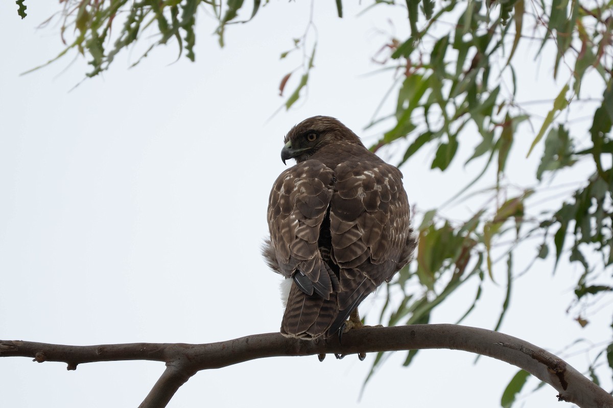 Poiana codarossa - ML645684923