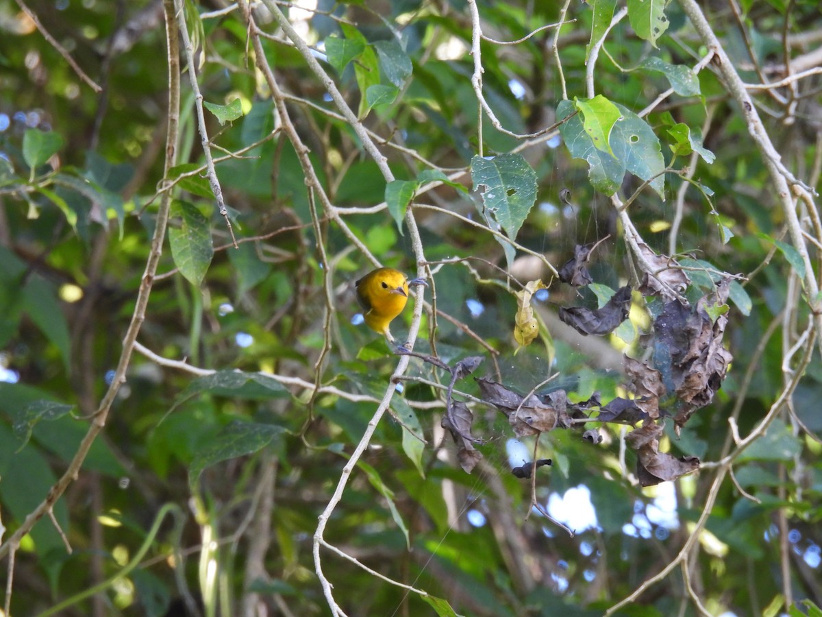 Prothonotary Warbler - ML645684924