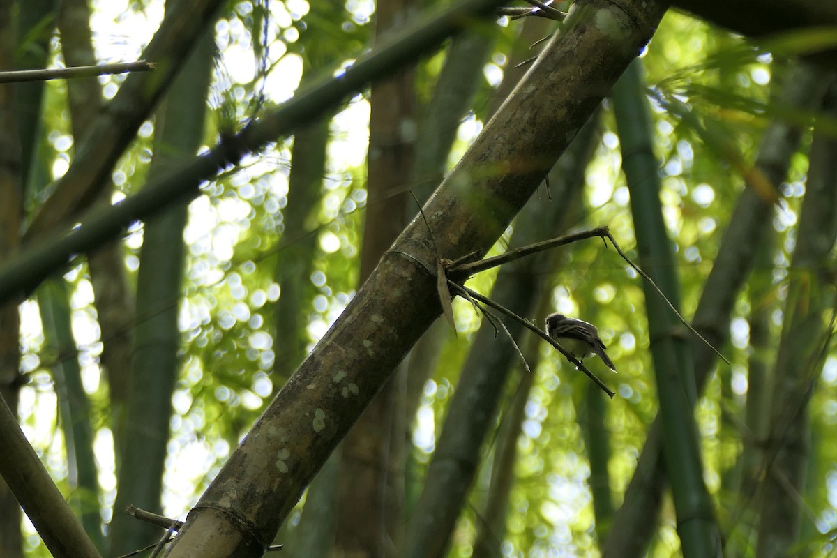 Fuscous Flycatcher - ML645684925