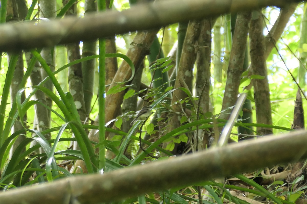 Fuscous Flycatcher - ML645684927