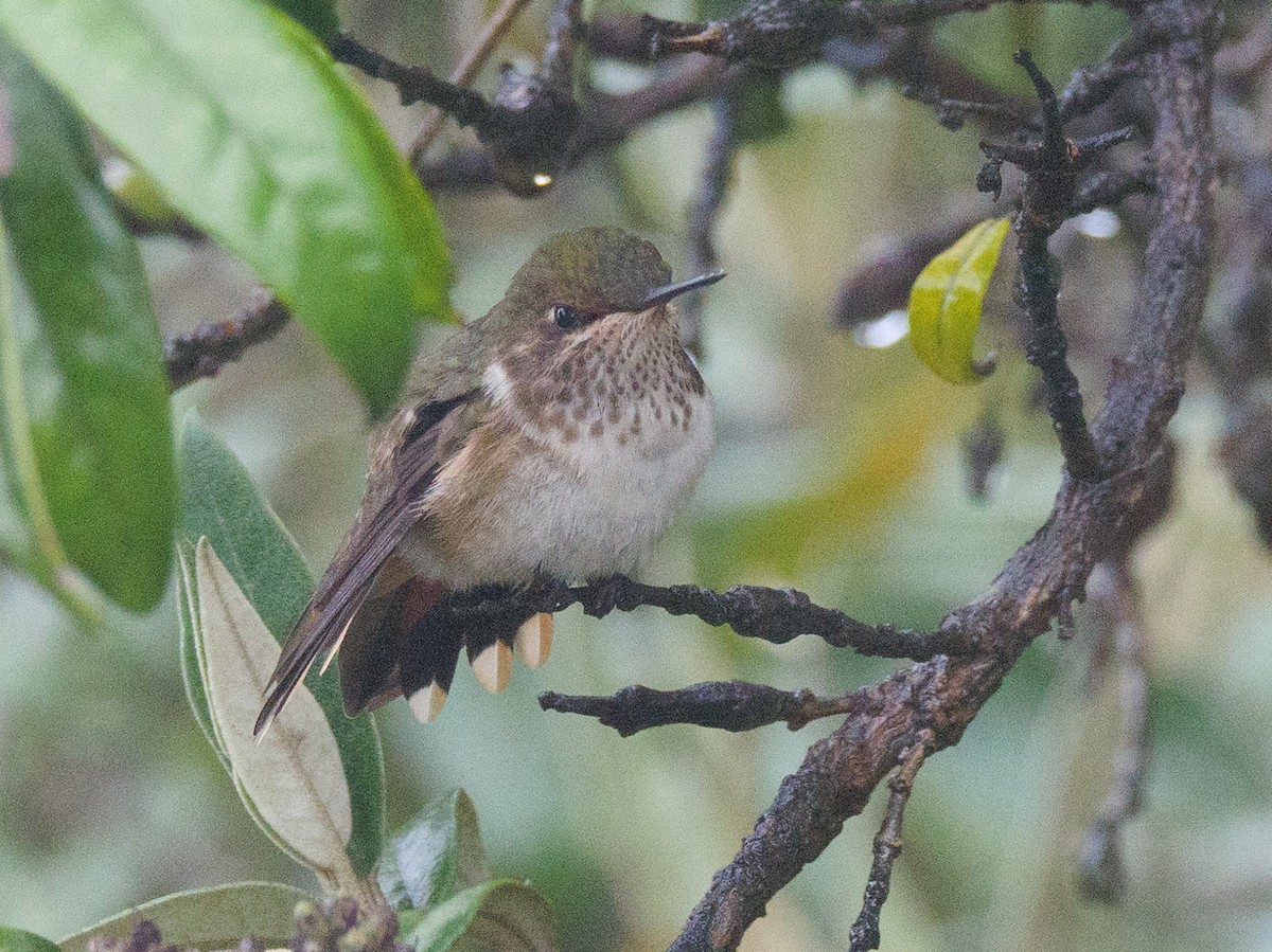 Volcano Hummingbird - ML645684930