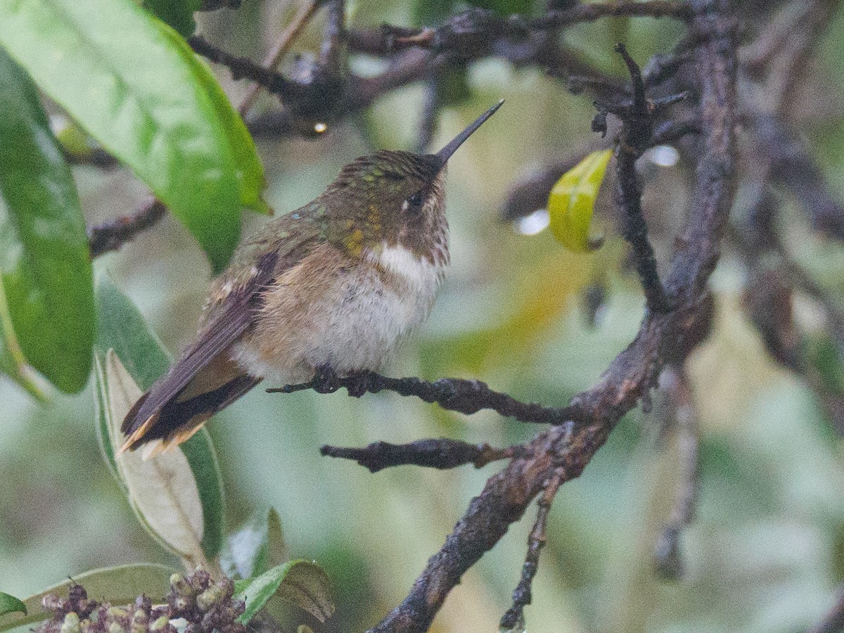 Volcano Hummingbird - ML645684931