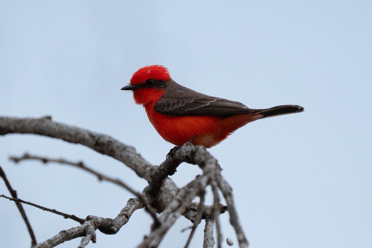 Vermilion Flycatcher - ML645684939