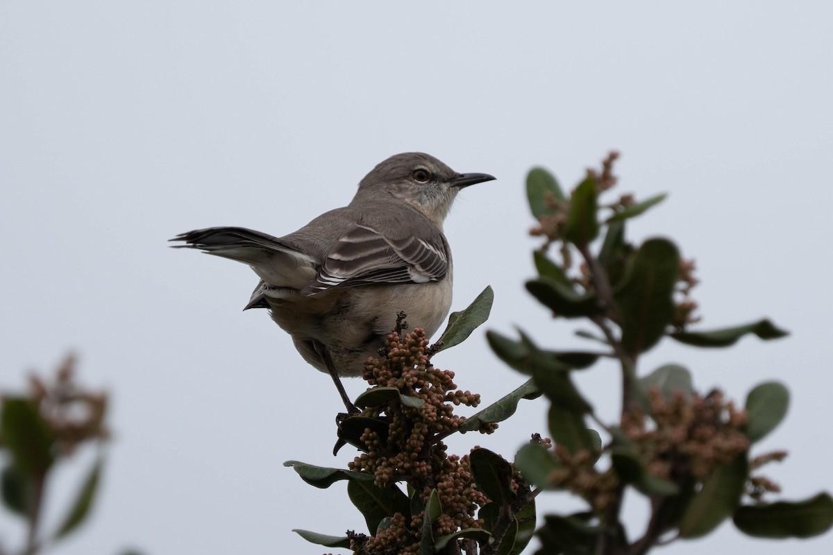 Northern Mockingbird - ML645684949